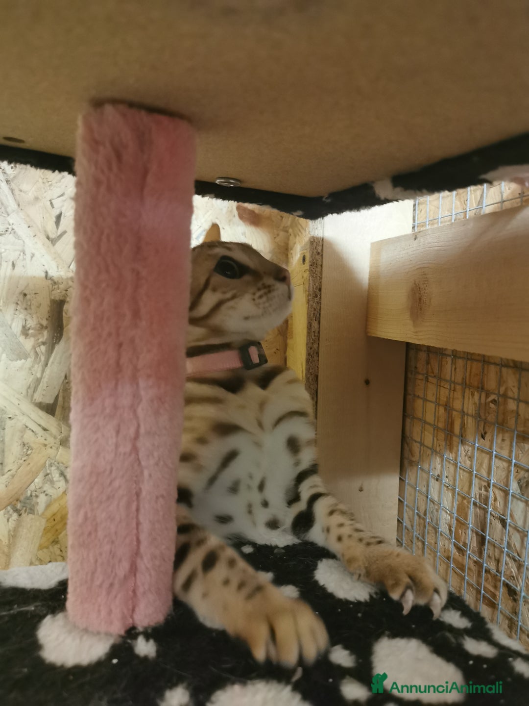 Bengala gatti in vendita: Gattini bengal wild - Annuncio 4