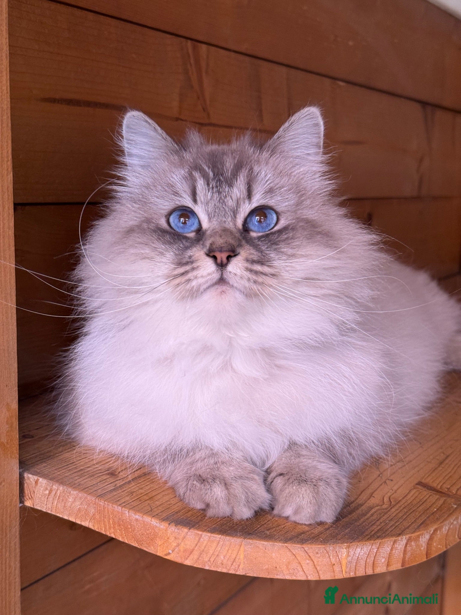 Siberiano gatti “Gatta siberiana in Rehoming” - Annuncio 3