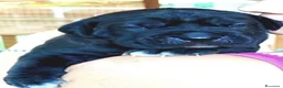 Cane Corso cani in vendita: Cuccioli cane corso alta genealogia - Annuncio 3