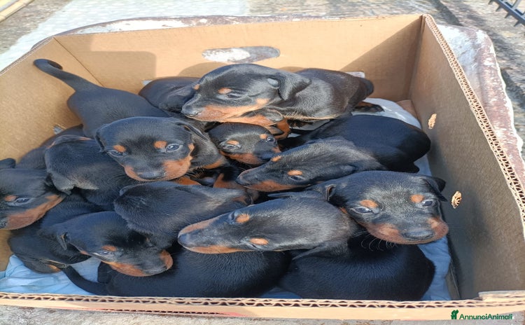 Altre razze cani a Provincia di Pesaro e Urbino - Annuncio 1