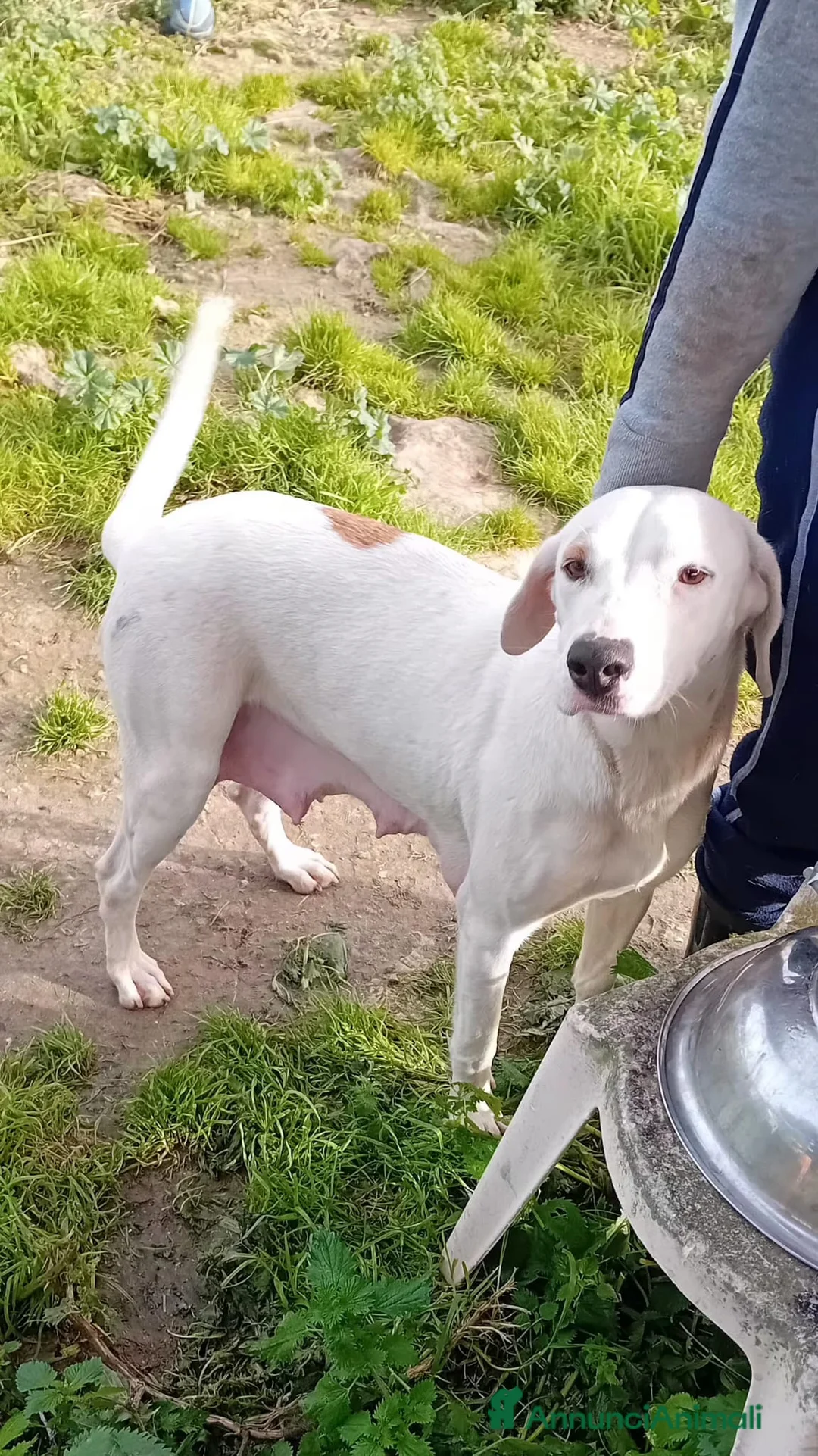 Meticcio cani in regalo: candy  - Annuncio 2