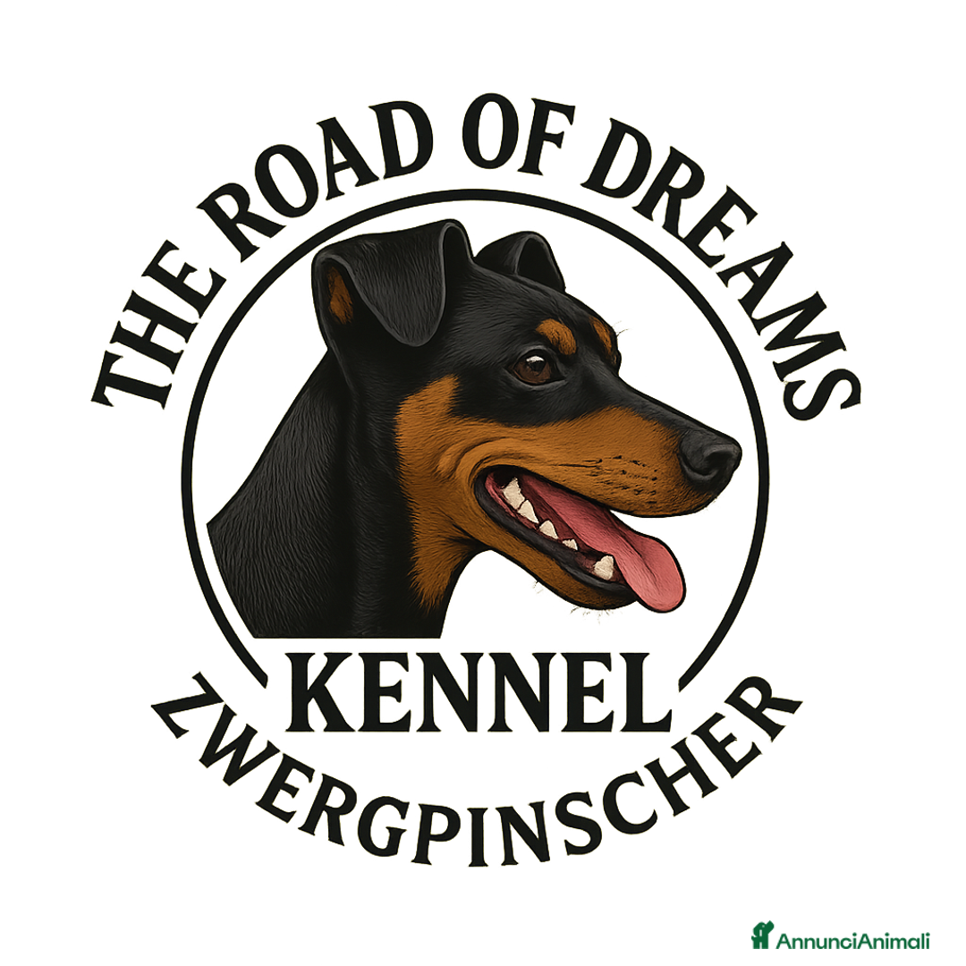 Pinscher Miniatura cani in vendita: Pinscher nano a Provincia di Pavia - Annuncio 6