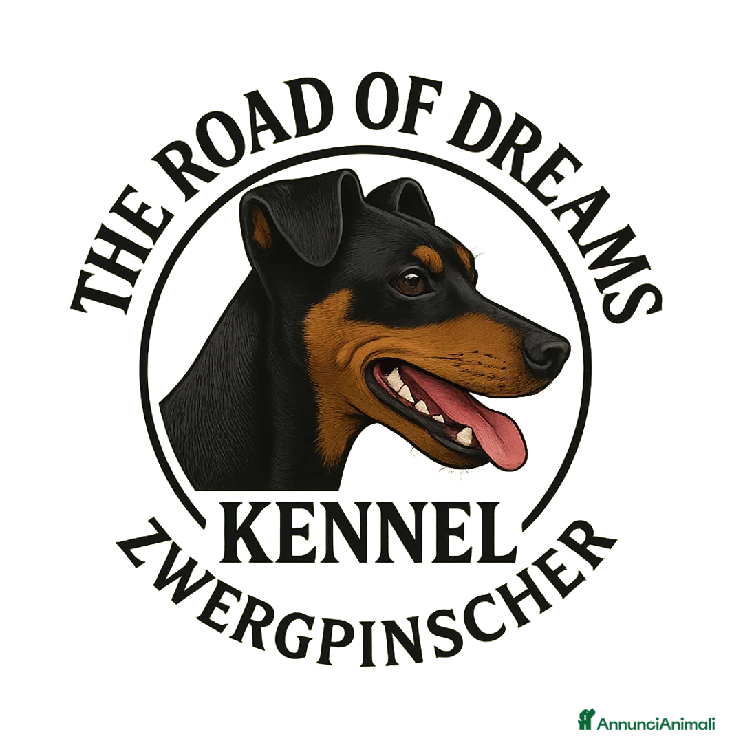 Pinscher Miniatura cani in vendita: Pinscher nano a Provincia di Pavia - Annuncio 6