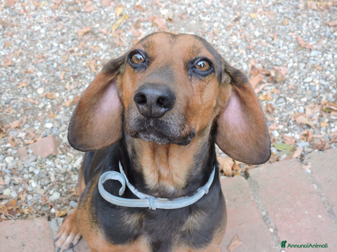 Meticcio cani in regalo: PIPPO, buffo nanetto invisibile. - Annuncio 12