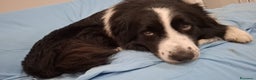 Border Collie cani in vendita: Vendita  - Annuncio 4