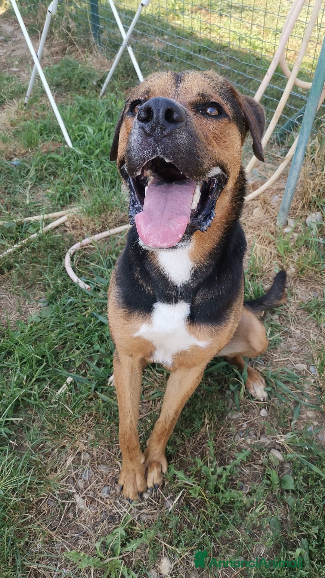 Meticcio cani in regalo: Incrocio Rottweiler di 1 anno - Annuncio 3