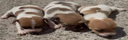 Jack Russell cani in vendita: Cuccioli di jack russell  - Annuncio 2
