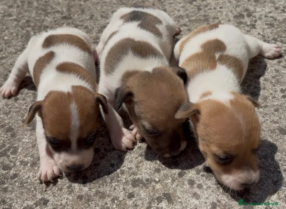 Jack Russell cani in vendita: Cuccioli di jack russell  - Annuncio 2