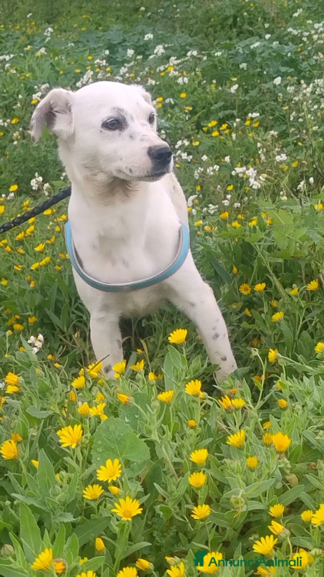 Meticcio cani in regalo:  Mila - Annuncio 1