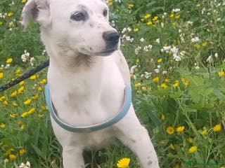 Meticcio cani Mila - Annuncio 36