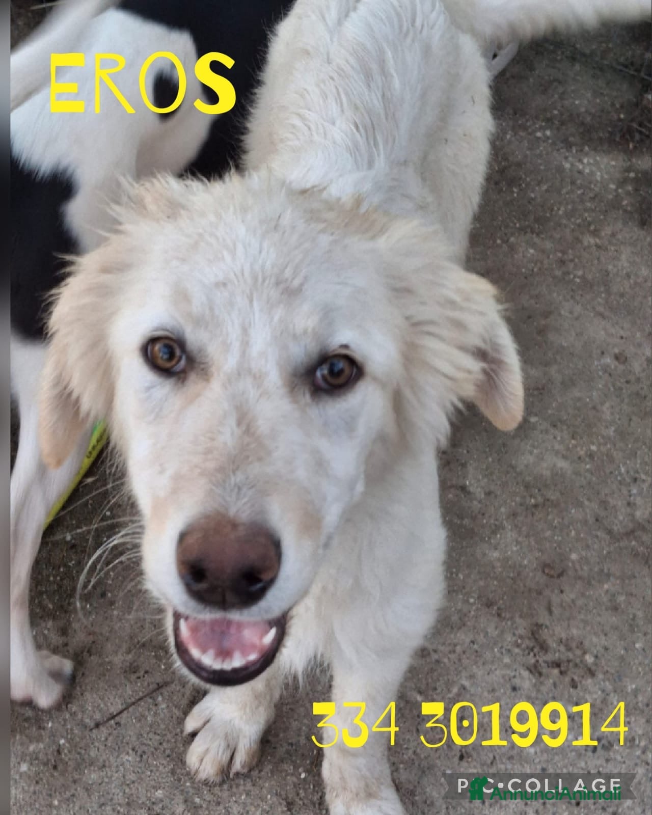 Meticcio cani EROS 💙 una nuvola bianca. Con quattro zampe. - Annuncio 3
