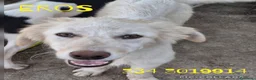 Meticcio cani in regalo: EROS 💙 una nuvola bianca. Con quattro zampe. a Provincia di Brescia - Annuncio 1