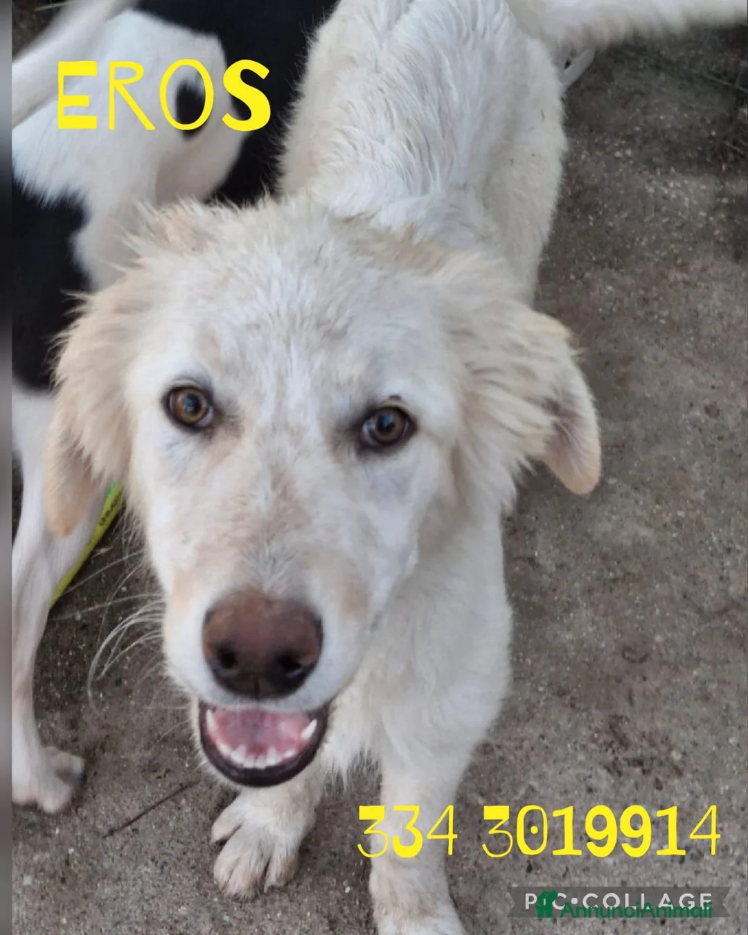 Meticcio cani in regalo: EROS 💙 una nuvola bianca. Con quattro zampe. a Provincia di Brescia - Annuncio 1