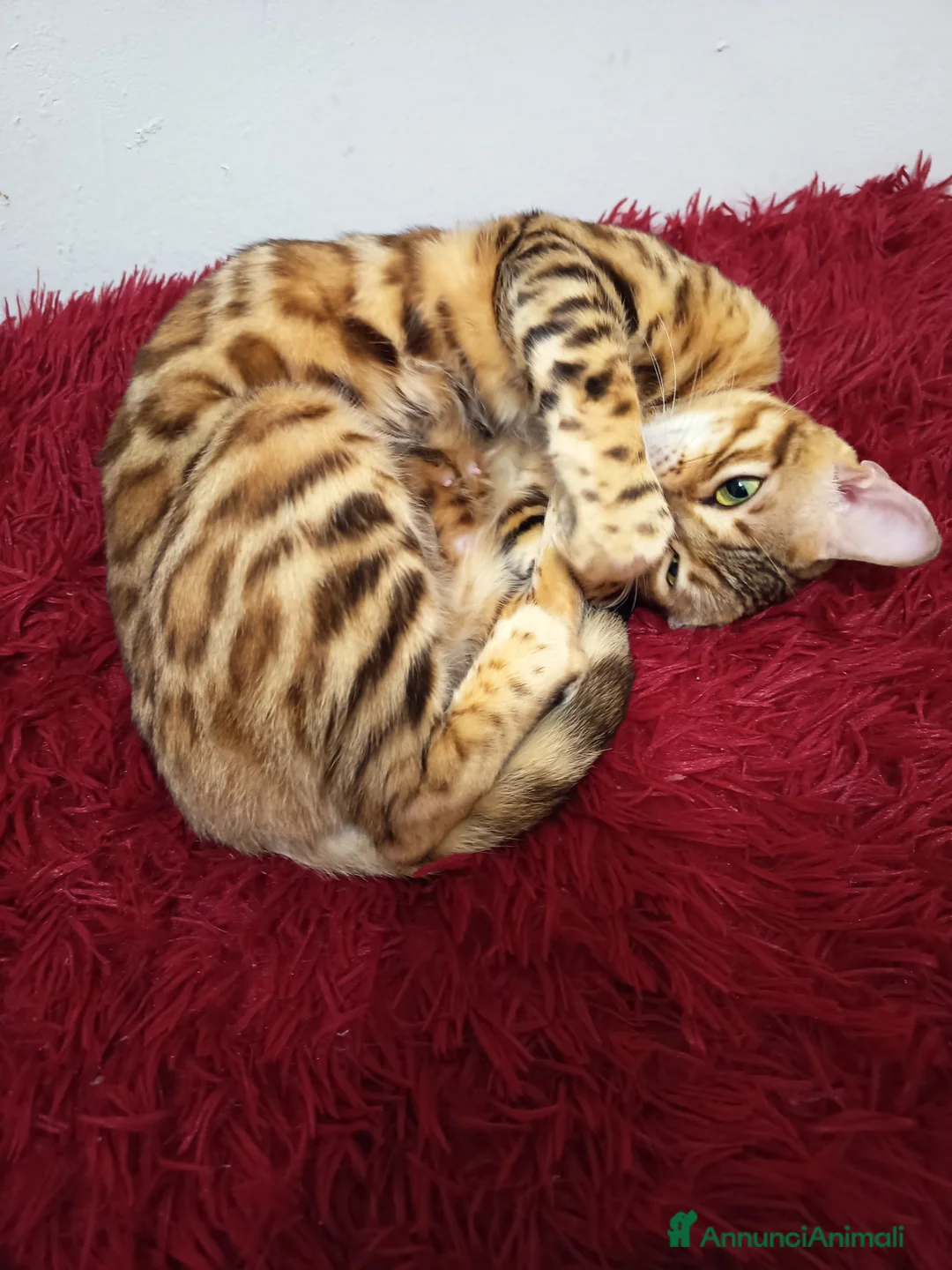 Bengala gatti in vendita: dolcissima Feminuccia  - Annuncio 6