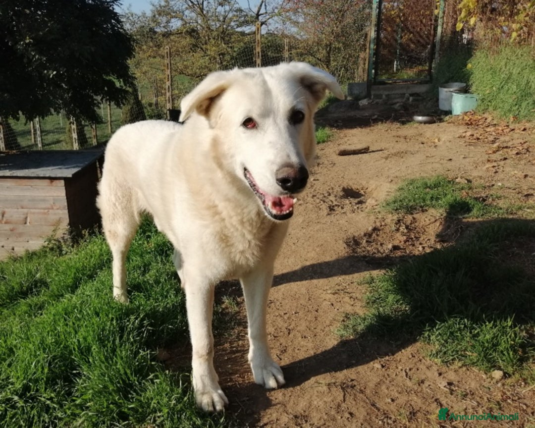 Pastore Maremmano cani in regalo: ZAC dolcissimo maremmano cerca adozione a Roma - Annuncio 2