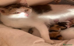 Meticcio gatti in regalo: Gattini tenerissimiIn regalo  a Città metropolitana di Roma Capitale - Immagine 2