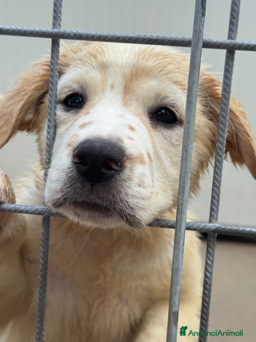 Meticcio cani in regalo: Achille cucciolo taglia grande - Annuncio 3