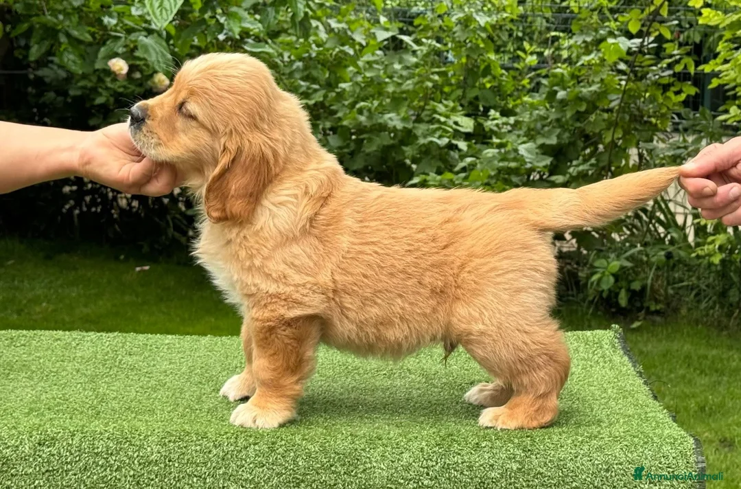 Golden Retriever cani in vendita: Allevamento sleepingbeauty golden - Annuncio 2