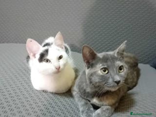 Meticcio gatti DUE SIMPATICI AMICI - Annuncio 35