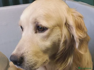 Golden Retriever cani Golden angloamericana - Annuncio 1