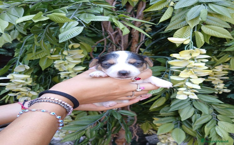 Jack Russell cani - Annuncio 2
