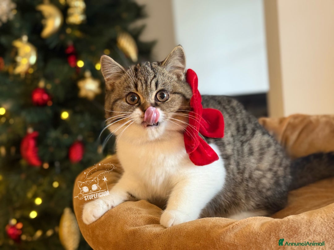 Scottish gatti in vendita: Stupeficium Amos - Scottish Straight - Annuncio 4