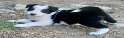 Border Collie cani in vendita: Border collie linea da lavoro - Annuncio 4