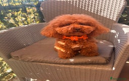 Barboncino Toy cani per accoppiamento: Barboncino Toy per accoppiamento  - Annuncio 6