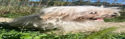 Maltese cani in regalo: ADOZ.DEL💔:hanno solo bisogno di pace e serenità! - Annuncio 3