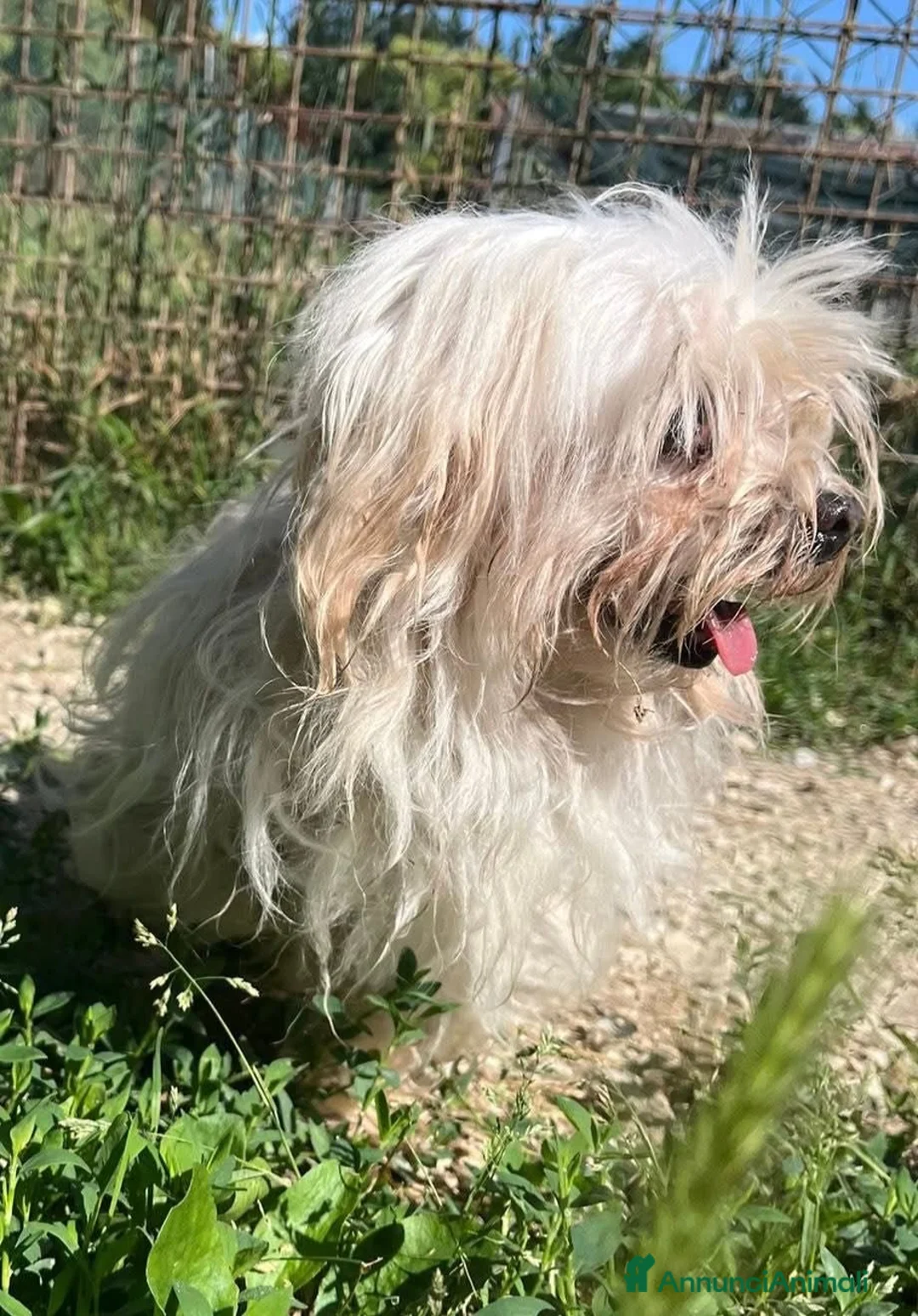 Maltese cani in regalo: ADOZ.DEL💔:hanno solo bisogno di pace e serenità! - Annuncio 3