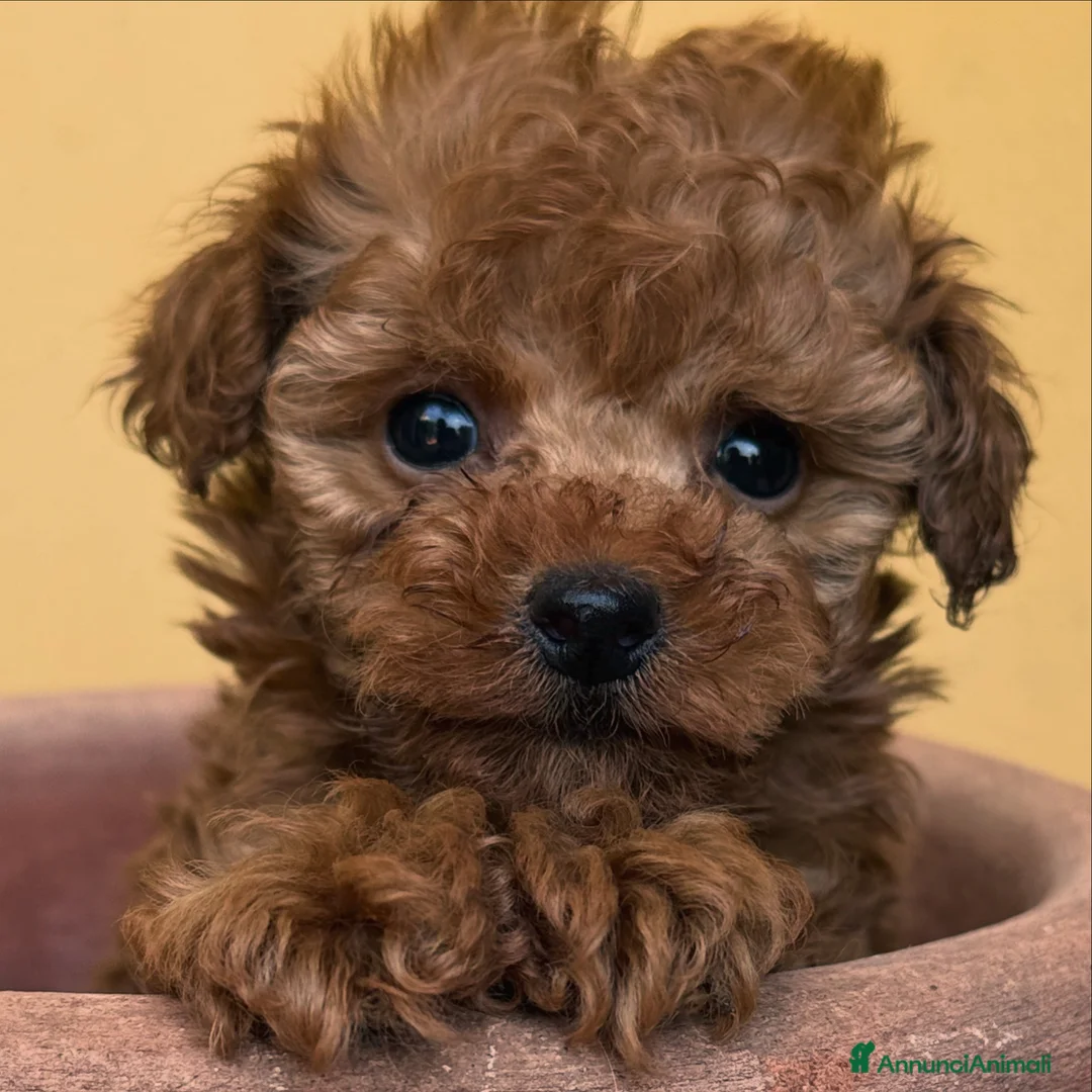 Barboncino Toy cani in vendita: Pedro futuro toy molto piccolo - Annuncio 1