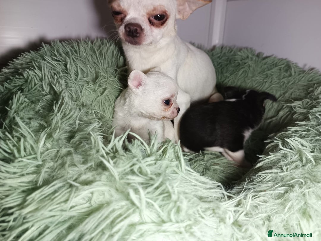 Chihuahua cani in vendita: Due piccoli Chihuahua, nati il 30 settembre 2025 - Annuncio 16