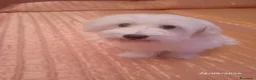 Maltese cani in vendita: Cucciola di razza maltese di 5 mesi - Annuncio 8