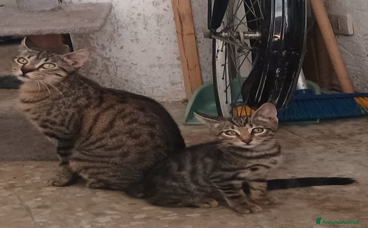 Altre razze gatti a Provincia di Latina - Annuncio 4