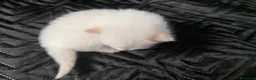 Siberiano gatti in vendita: Cuccioli siberiani Neva Rossi di 1 mese! - Annuncio 4