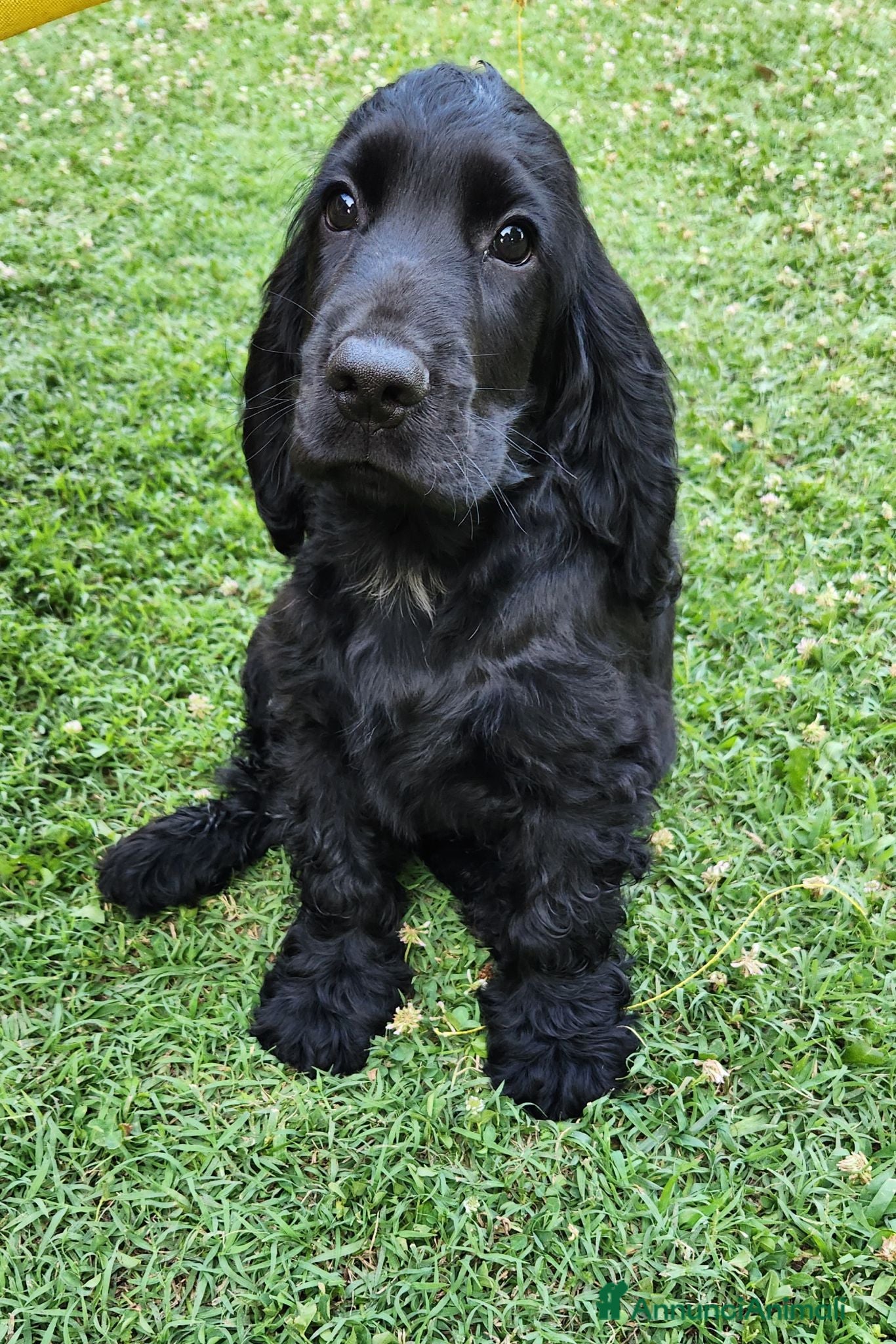 Cocker cani Cucciolo di Cocker - Annuncio 17