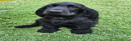 Cocker cani in vendita: Cucciolo di Cocker - Annuncio 1