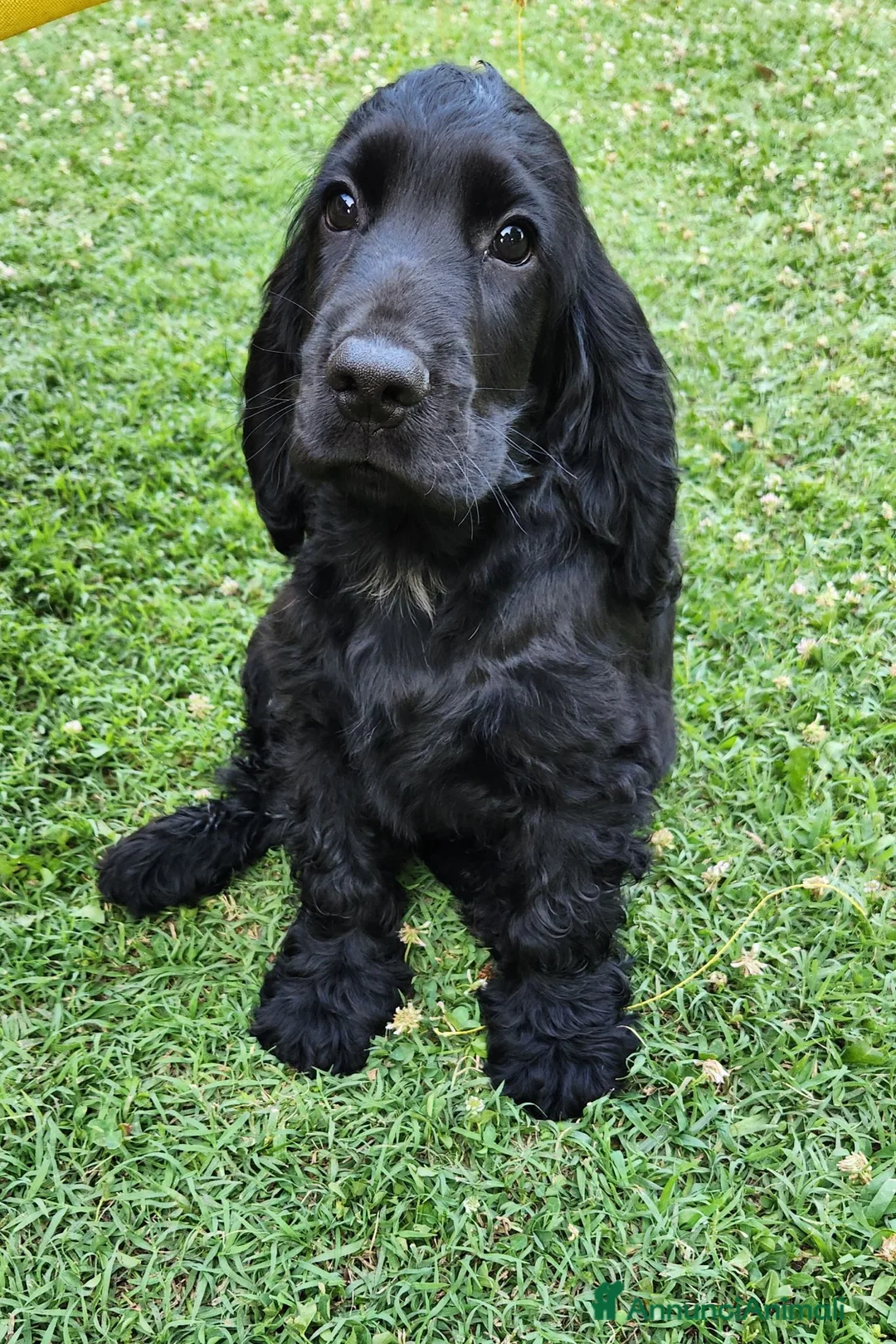 Cocker cani in vendita: Cucciolo di Cocker - Annuncio 1