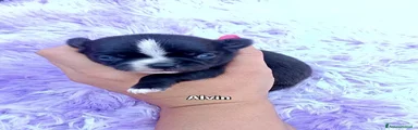 Chihuahua 4