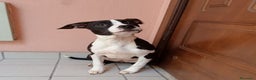 Pitbull cani in regalo: SUSI e DINA giovani sorelline! - Annuncio 3