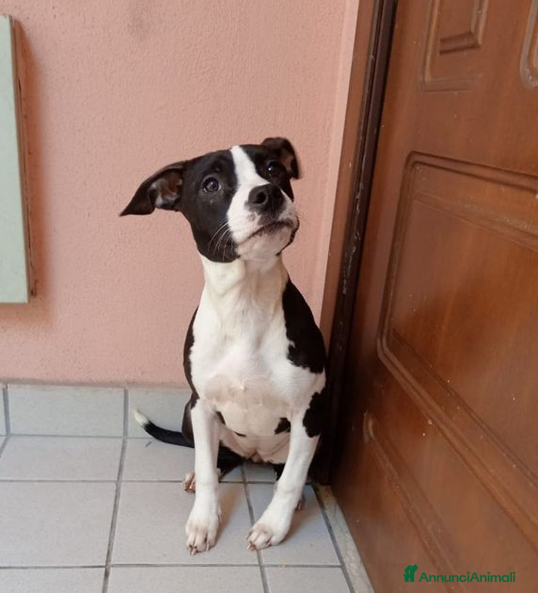 Pitbull cani in regalo: SUSI e DINA giovani sorelline! - Annuncio 3