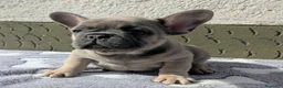 Bulldog Francese cani in vendita: Bulldog francese blu e blu fawn - Annuncio 7