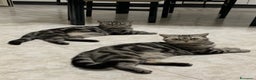 British gatti in vendita: British shorthair black silver tabby blotched  - Annuncio 4