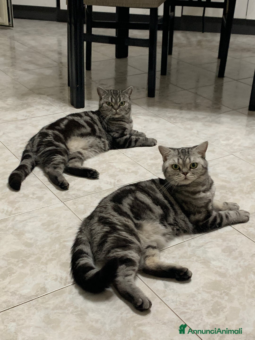 British gatti in vendita: British shorthair black silver tabby blotched  - Annuncio 4