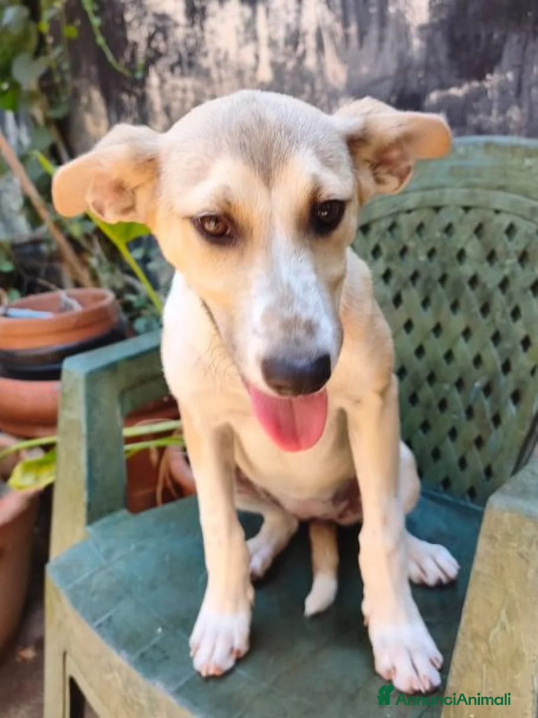 Meticcio cani in regalo: MELANIA triste è rimasta sola tg contenuta - Annuncio 2