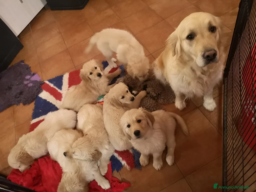 Golden Retriever cani in vendita: Tre cuccioli disponibili  - Annuncio 3