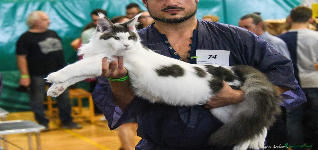 Immagine della galleria {{count}}