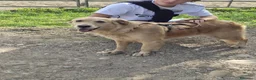 Golden Retriever cani in regalo: Chloe, una bravissima Golden Retriever - Annuncio 4