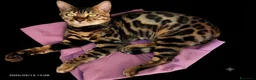Bengala gatti in vendita: Bengala gattini maschio e femmina  - Annuncio 5