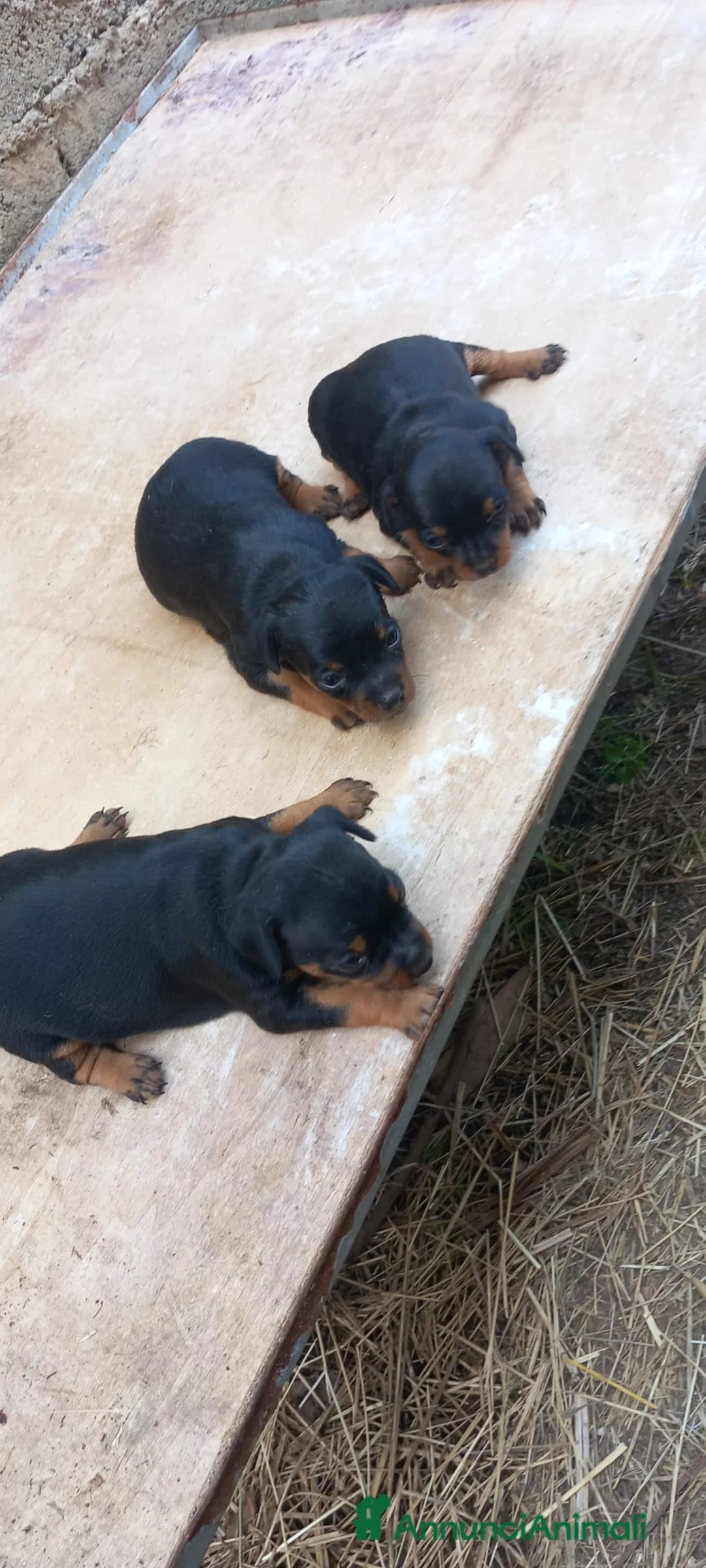 Pinscher Miniatura cani in vendita: Cuccioli di pinscher  - Annuncio 1